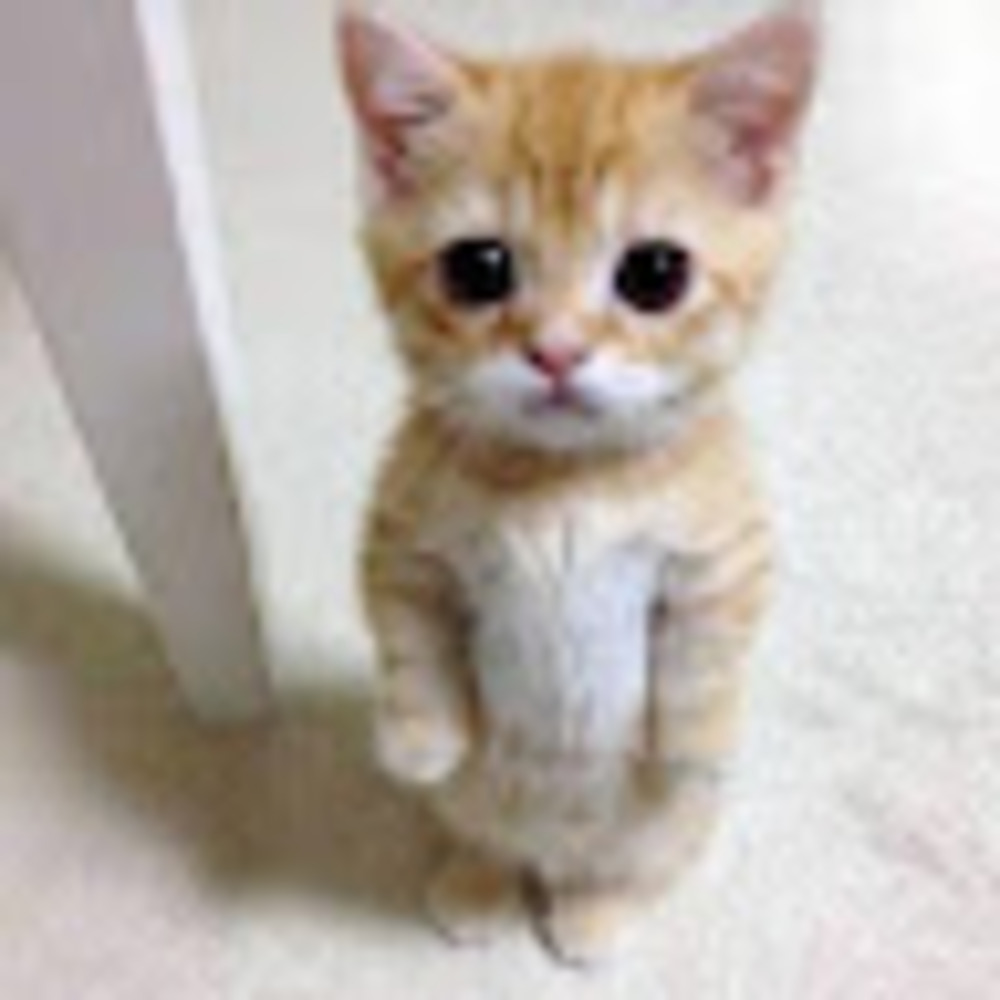 Meet your Posher, Ricardo